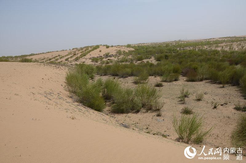 毛乌素沙漠腹地的沙柳