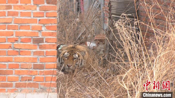 中国首次成功救护野生东北虎：绿色生态家园引虎“巡游”