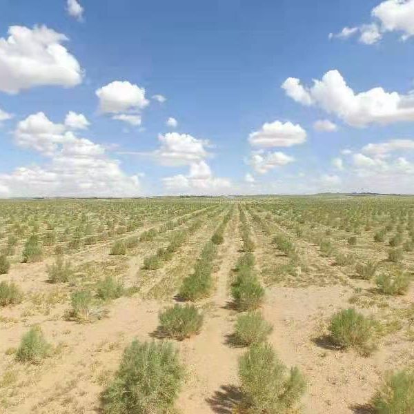 “一亿棵梭梭”梭住风沙和村民 公益力量助力可持续防治荒漠化